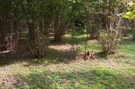 Land For Sale, Agricultural, Torsa