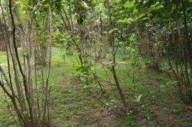 Land For Sale, Agricultural, Torsa