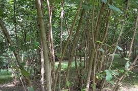 Land For Sale, Agricultural, Torsa
