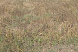 Land For Sale, Mlashe 