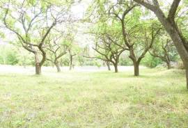 Land For Sale, Sioni