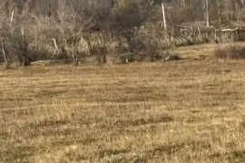 Land For Sale, Agricultural, Varketili