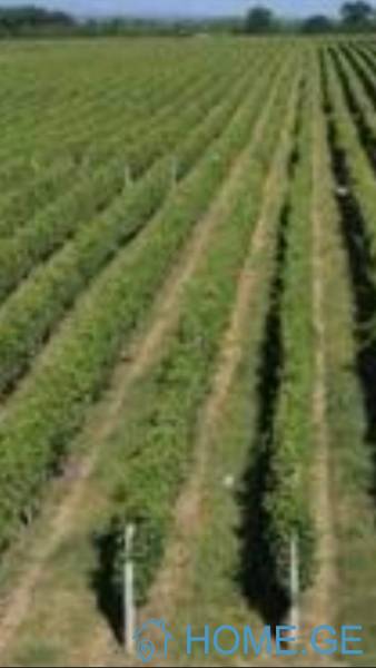 Land For Sale, Agricultural, Bakurtsikhe