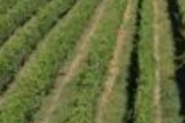 Land For Sale, Agricultural, Bakurtsikhe
