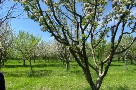 Land For Sale, Agricultural, Misaqtsieli