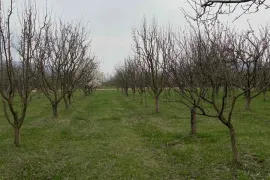 Land For Sale, Agricultural, Misaqtsieli