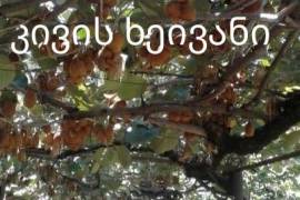 იყიდება სახლი, 5 ოთახიანი, ლაგოდეხი, ზემო ხიზა