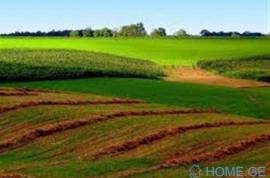 Lease Land , Digomi village