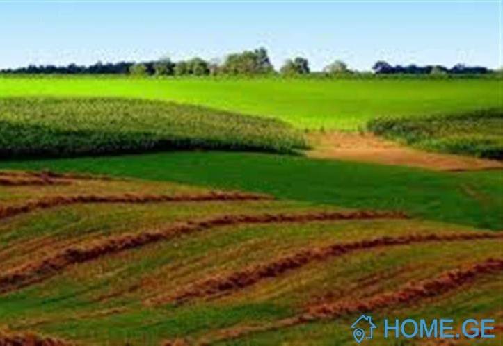 Lease Land , Digomi village