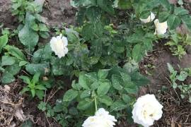 Продается Дом, 8 Kомнатная, Тбилиси, Плато Нуцубидзе