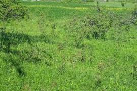 Land For Sale, Non Agricultural, Chanadirtkari