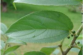 იყიდება მიწის ნაკვეთი, ნოჯიკეთი 