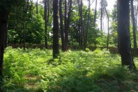 იყიდება მიწის ნაკვეთი, სასოფლო - სამეურნეო, შეკვეთილი