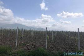 Land For Sale, Shilda