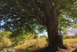 Land For Sale, Kojori