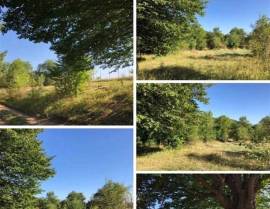 Land For Sale, Kojori