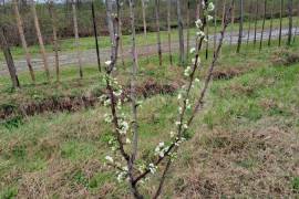 Land For Sale, Agricultural, Vartsikhe