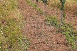 Land For Sale, Agricultural, Vartsikhe