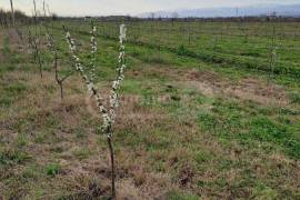 Land For Sale, Agricultural, Vartsikhe