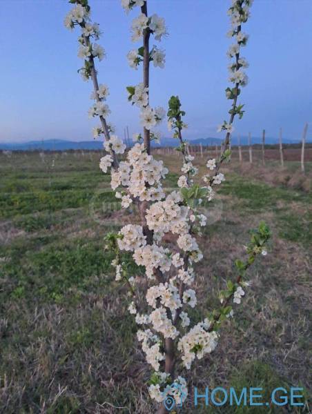 Land For Sale, Agricultural, Vartsikhe