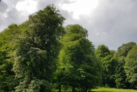 ქირავდება სახლი დღიურად, 2 ოთახიანი, ბორჯომი, ბაკურიანი