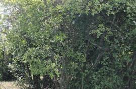 Land For Sale, Non Agricultural, Grigoleti