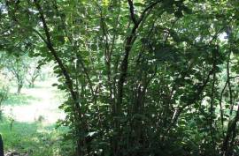 Land For Sale, Non Agricultural, Grigoleti