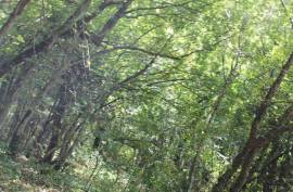 Land For Sale, Non Agricultural, Grigoleti