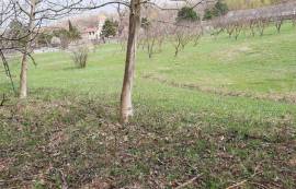 Land For Sale, Sanebeli