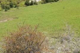 Land For Sale, Nikortsminda