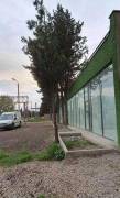 ქირავდება, უნივერსალური კომერციული ფართი, თოხლიაური