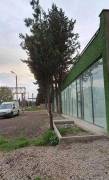 For Rent, Universal commercial space, Tokhliauri