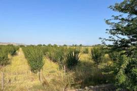 Land For Sale, Agricultural, Kvemo Qulari