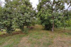 იყიდება სახლი, 7 ოთახიანი, ლაგოდეხი, ლელიანი