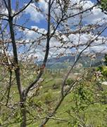 Land For Sale, Agricultural, Gudauri
