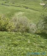 Land For Sale, Agricultural, Gudauri