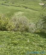 Land For Sale, Gudauri