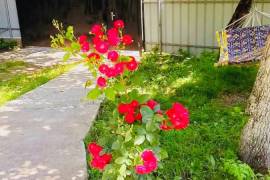 Daily Rent, Borjomi , Tsemi