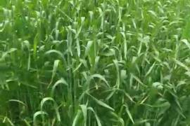 Land For Sale, Agricultural, Tsilkani
