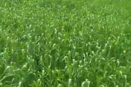 Land For Sale, Agricultural, Tsilkani