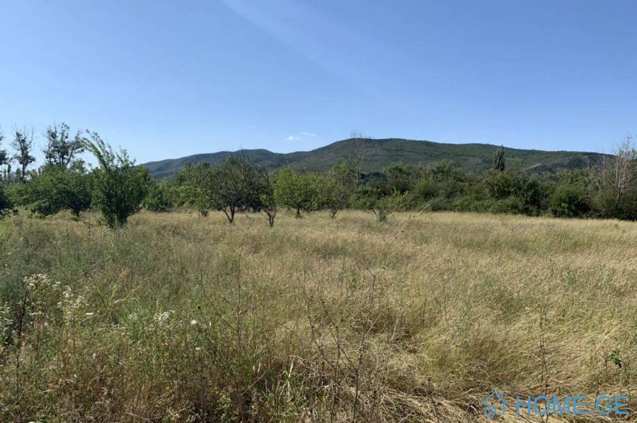 იყიდება მიწის ნაკვეთი, მისაქციელი