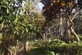 Land For Sale, Agricultural, Sarpi