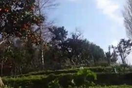 Land For Sale, Agricultural, Sarpi