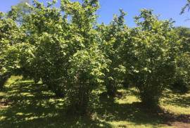 House For Sale, 11 Room, Chkhorotsku , Khabume