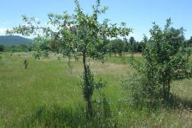 Land For Sale, Choporti