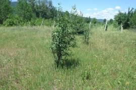 Land For Sale, Agricultural, Choporti