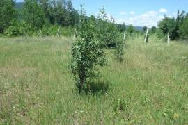 Land For Sale, Choporti