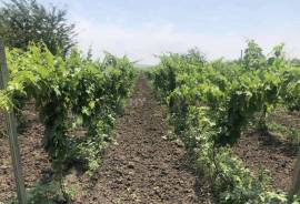 Land For Sale, Agricultural, Mzisguli