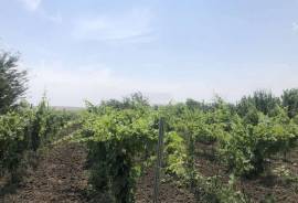 Land For Sale, Agricultural, Mzisguli