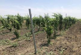 Land For Sale, Agricultural, Mzisguli